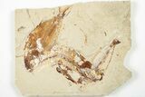 Three Cretaceous Fossil Fish with Pos/Neg - Lebanon #201346-3